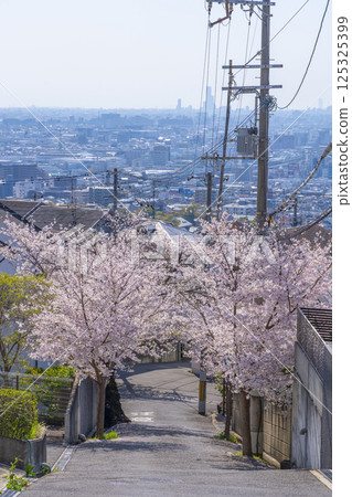 Cherry blossom trees along Ishikiri Sakurazaka in Osaka 125325399