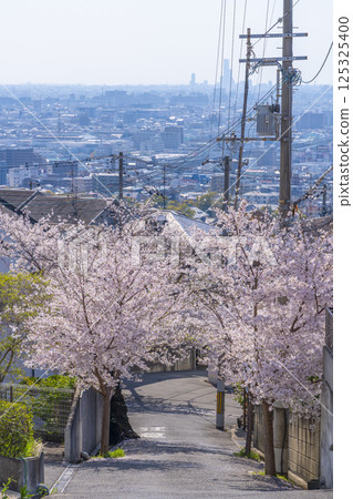 Cherry blossom trees along Ishikiri Sakurazaka in Osaka 125325400