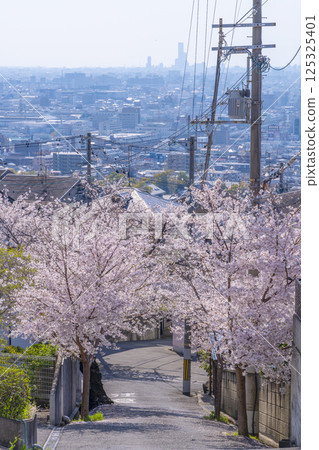 Cherry blossom trees along Ishikiri Sakurazaka in Osaka 125325401