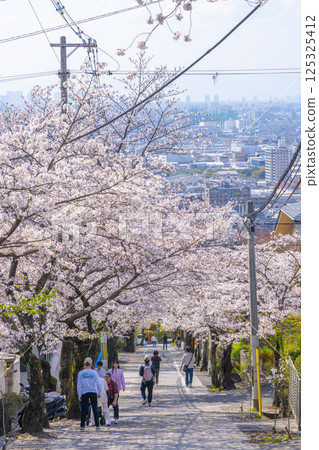 Cherry blossom trees along Ishikiri Sakurazaka in Osaka Cherry blossom trees along Ishikiri Sakurazaka in Osaka 125325412