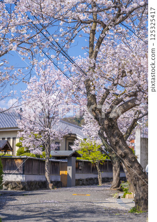 Cherry blossom trees along Ishikiri Sakurazaka in Osaka Cherry blossom trees along Ishikiri Sakurazaka in Osaka 125325417