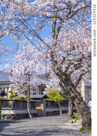 大阪石切櫻坂岸的櫻花樹 125325418