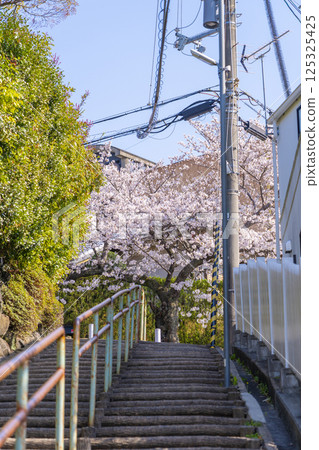 Cherry blossom trees along Ishikiri Sakurazaka in Osaka 125325425