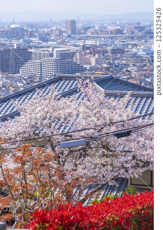 Cherry blossom trees along Ishikiri Sakurazaka in Osaka 125325426