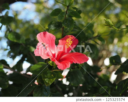 澳洲昆士蘭州班達伯格基督教會花園裡鮮花盛開 125325574