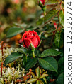 A beautiful fresh red bush rose grows in the garden in greenery 125325774