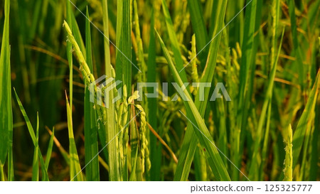 Rice field agriculture grain food yield season Rice field agriculture grain food yield season 125325777