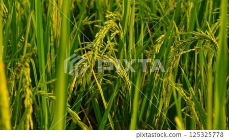 Rice field agriculture grain food yield season Rice field agriculture grain food yield season 125325778