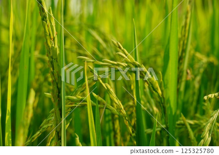 Rice field agriculture grain food yield season 125325780