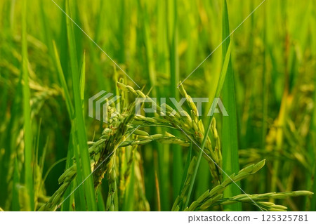 Rice field agriculture grain food yield season Rice field agriculture grain food yield season 125325781