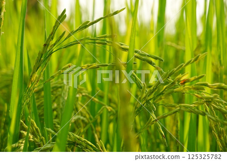 Rice field agriculture grain food yield season Rice field agriculture grain food yield season 125325782