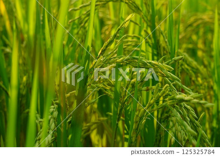 Rice field agriculture grain food yield season 125325784