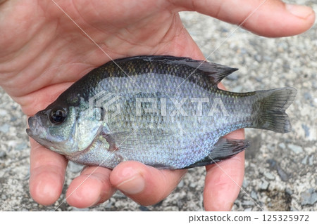 Caught Bluegill 125325972