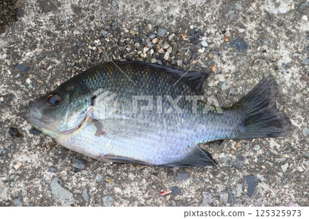 Caught Bluegill 125325973