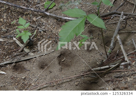 蟻獅/普通蟻獅的幼蟲（栃木縣那須郡那鬚町） 125326334