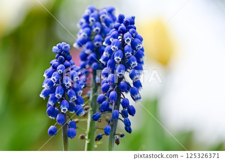 Blue Muscari Flower 125326371