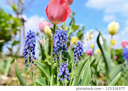藍色穆斯卡里花 藍色穆斯卡里花 125326377