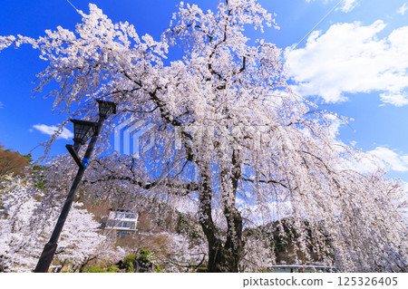 Garyu Park with cherry blossoms in full bloom Garyu Park with cherry blossoms in full bloom 125326405