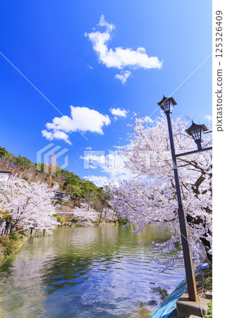 Garyu Park with cherry blossoms in full bloom 125326409