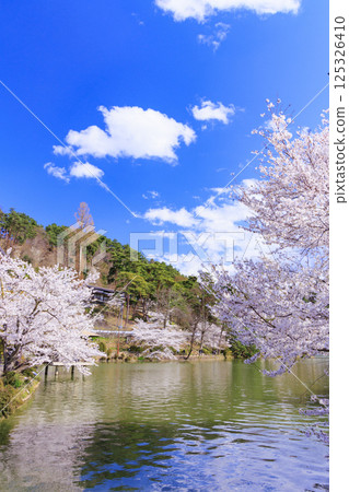 Garyu Park with cherry blossoms in full bloom Garyu Park with cherry blossoms in full bloom 125326410