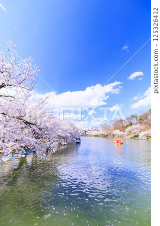 Garyu Park with cherry blossoms in full bloom Garyu Park with cherry blossoms in full bloom 125326412