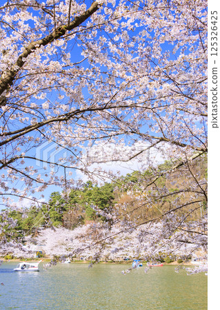 櫻花盛開的臥龍公園 125326425