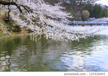 櫻花盛開的臥龍公園 125326441