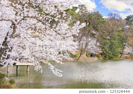 櫻花盛開的臥龍公園 125326444