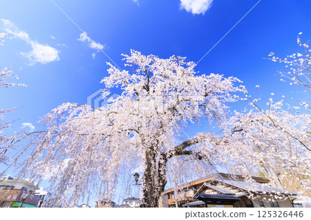 櫻花盛開的臥龍公園 125326446