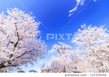 Garyu Park with cherry blossoms in full bloom Garyu Park with cherry blossoms in full bloom 125326448