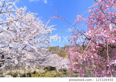 Garyu Park with cherry blossoms in full bloom Garyu Park with cherry blossoms in full bloom 125326450