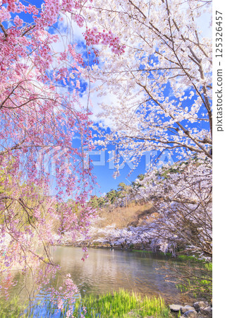 Garyu Park with cherry blossoms in full bloom Garyu Park with cherry blossoms in full bloom 125326457