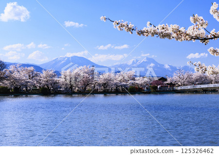 Garyu Park with cherry blossoms in full bloom 125326462