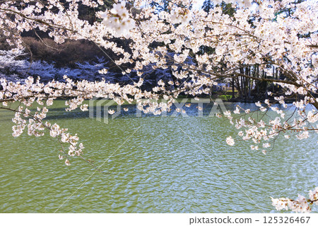 Garyu Park with cherry blossoms in full bloom Garyu Park with cherry blossoms in full bloom 125326467