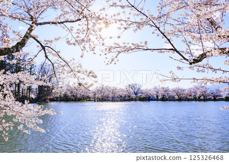 Garyu Park with cherry blossoms in full bloom Garyu Park with cherry blossoms in full bloom 125326468