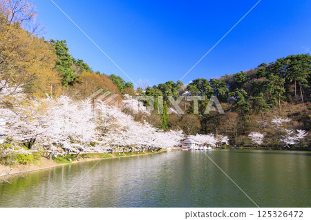 Garyu Park with cherry blossoms in full bloom Garyu Park with cherry blossoms in full bloom 125326472