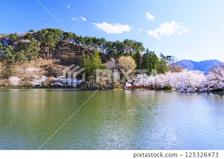 櫻花盛開的臥龍公園 125326473