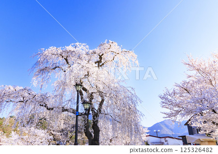 櫻花盛開的臥龍公園 125326482