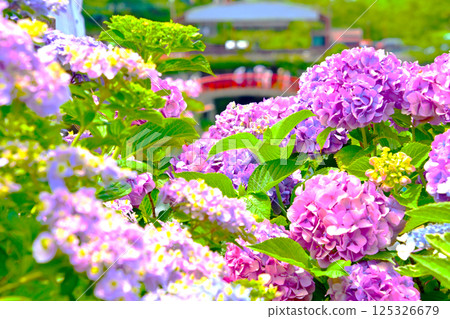 Beautiful hydrangeas and Fudahashi Bridge 125326679