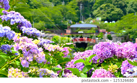 Beautiful hydrangeas and Fudahashi Bridge 125326680