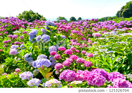 5萬株繡球花盛開的片原溫泉繡球村 5萬株繡球花盛開的片原溫泉繡球村 125326704