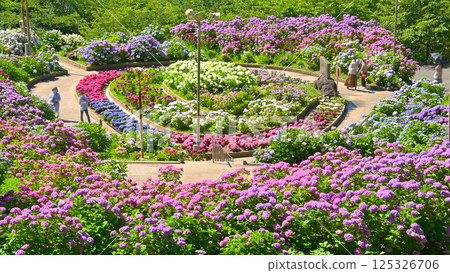 A hydrangea garden in full bloom at Katahara Onsen Hydrangea Village 125326706