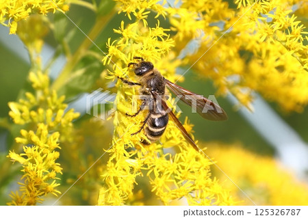 金耳長角蜂鳥（東京都日野市） 125326787