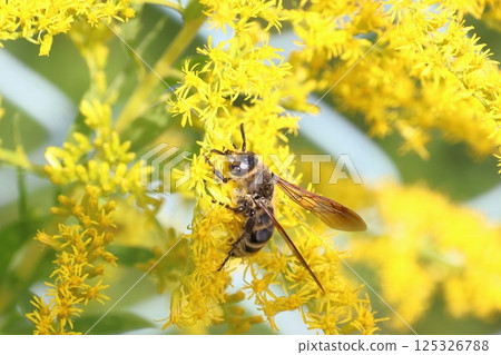 Golden-eared longhornet (Hino City, Tokyo) Golden-eared longhornet (Hino City, Tokyo) 125326788