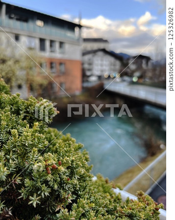 vertical, close up green plant on blurred blue river, cars and buildings background. kaprun mountains apls city 125326982
