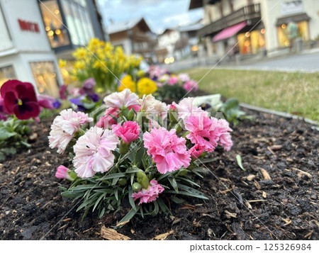 a spring flower bed with pink flowers in foreground, shops and houses with lights on in background. Alpine cozy climate in Kaprun 125326984