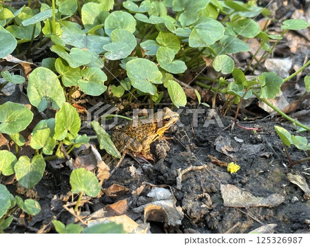 brown frog blends into the forest floor, surrounded by green leaves and earthy soil. sunset serene capture of wildlife in its natural habitat brown frog blends into the forest floor, surrounded by green leaves and earthy soil. sunset serene capture of wildlife in its natural habitat 125326987