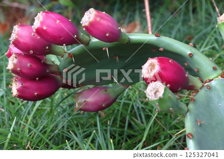 仙人掌的野花盛開（埼玉縣川口市：川口站前） 125327041