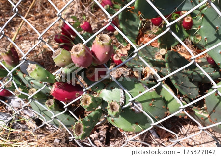 Prickly pear cacti going wild (Kawaguchi City, Saitama Prefecture: in front of Kawaguchi Station) 125327042