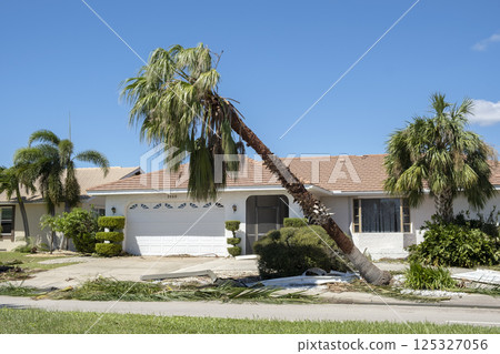 Tree removal after hurricane damage to palm tree in Florida home backyard. Fallen down debris after strong tropical storm winds. Consequences of natural disaster 125327056